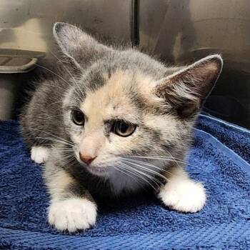 Glass -  Domestic Short Hair Cat for Adoption in Brenham, Texas - Glass | PetCurious