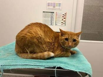 Trouble -  Domestic Short Hair Cat for Adoption in Kansas City, Missouri - Trouble | PetCurious