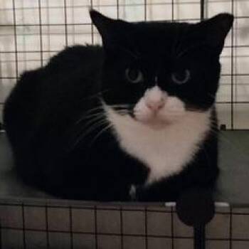 Yoshi -  Domestic Short Hair Cat Available for Adoption in South Miami, Florida - Yoshi | PetCurious
