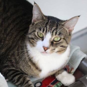 Hera -- Bonded Buddy With Smudge -  Domestic Short Hair Cat for Adoption in Des Moines, Iowa - Hera -- Bonded Buddy With Smudge | PetCurious