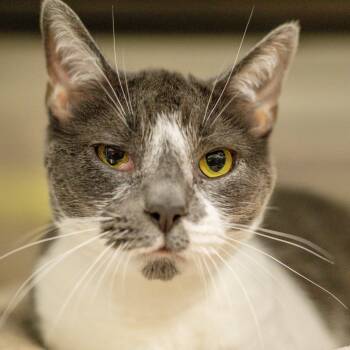 Georgie -  Domestic Short Hair Cat for Adoption in Hilton Head Island, South Carolina - Georgie | PetCurious