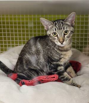 Rescue Domestic Short Hair Cats for Adoption in Lodi, California - Percy | PetCurious