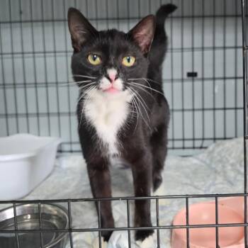 Magpie -  Domestic Short Hair Cat for Adoption in Jefferson City, Tennessee - Magpie | PetCurious