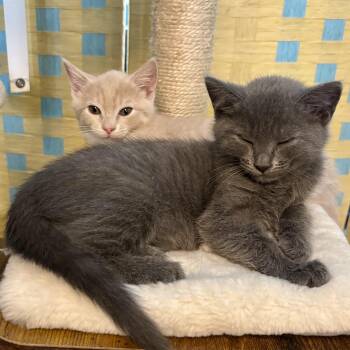 Toffee & Truffle -  Tabby and Russian Blue Cat for Adoption in UNIVERSITY PA, Maryland - Toffee & Truffle | PetCurious