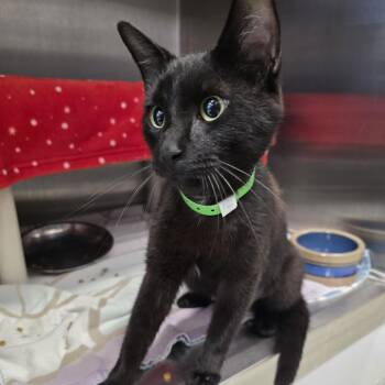 Bessie -  Domestic Short Hair Cat for Adoption in Fort Wayne, Indiana - Bessie | PetCurious