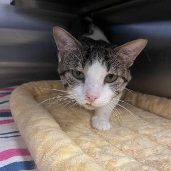 Spaulding -  Domestic Short Hair Cat for Adoption in Chicago, Illinois - Spaulding | PetCurious