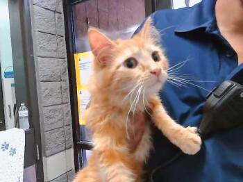 RIVEN -  Domestic Short Hair Cat for Adoption in Tulsa, Oklahoma - RIVEN | PetCurious