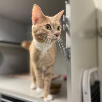 BIRDIE -  Domestic Short Hair Cat for Adoption in Aurora, Colorado - BIRDIE | PetCurious