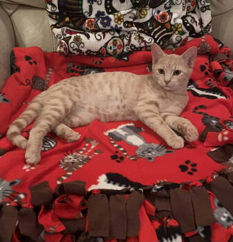 Rescue Tabby and Domestic Short Hair Cats for Adoption in Garland, Texas - Bashful | PetCurious