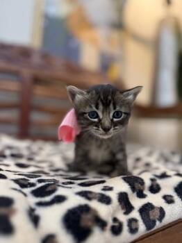 Tabby and Domestic Short Hair Cats Available for Adoption in Friendswood, Texas - Sparkle Fun Fluff | PetCurious