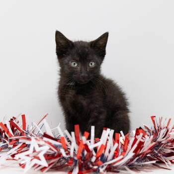 Bear -  Domestic Short Hair Cat for Adoption in Trophy Club, Texas - Bear | PetCurious