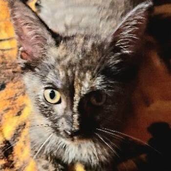 Josie -  Domestic Short Hair Cat for Adoption in Fairfax Station, Virginia - Josie | PetCurious