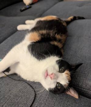 Star -  Domestic Short Hair Cat for Adoption - Star | PetCurious