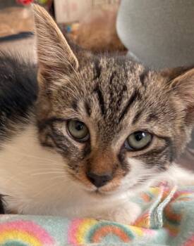 Rescue Domestic Short Hair Cats for Adoption in Durham, Connecticut - Kittens, Males, 10 Weeks Old - Sweet & Friendly! | PetCurious