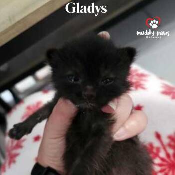 Here Come the Grannies:  Gladys -  Domestic Medium Hair Cat for Adoption in Council Bluffs, Iowa - Here Come The Grannies:  Gladys | PetCurious