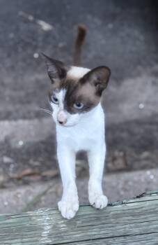 Godiva -  Domestic Short Hair and Siamese Cat for Adoption in Jacksonville, Florida - Godiva | PetCurious