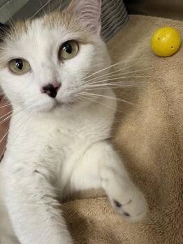 CREAM PUFF -  Domestic Short Hair Cat for Adoption in Pueblo, Colorado - CREAM PUFF | PetCurious