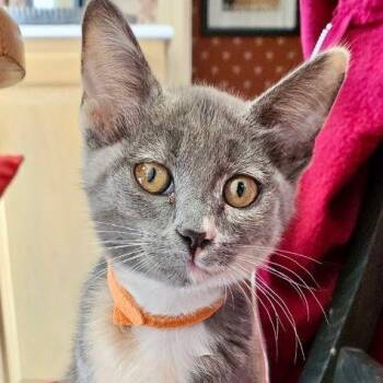 Rescue Dilute Calico and Domestic Short Hair Cats for Adoption in Tulsa, Oklahoma - Aisling | PetCurious