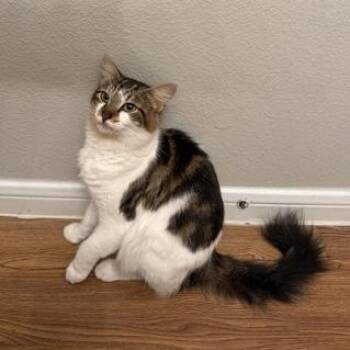 Domestic Medium Hair Cats Available for Adoption - Juliet | PetCurious