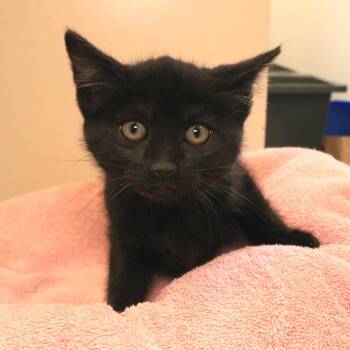 Domestic Short Hair Cats Available for Adoption in Rifle, Colorado - Larimer (26-1J-2) | PetCurious