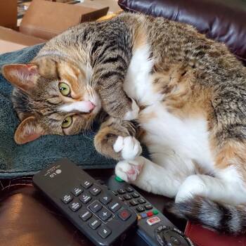 Rescue Domestic Short Hair Cats for Adoption in Rochester, Minnesota - Pepper | PetCurious