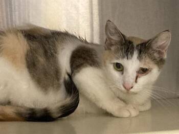 HELEN -  Domestic Short Hair Cat for Adoption in Tustin, California - HELEN | PetCurious