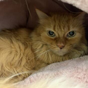 Domestic Long Hair Cats Available for Adoption in Barnstable, Massachusetts - RUBY | PetCurious