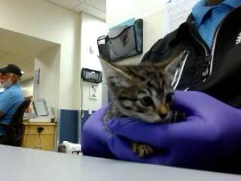 MARRIE -  Domestic Short Hair Cat for Adoption in Doral, Florida - MARRIE | PetCurious