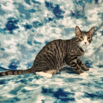 McChicken -  Domestic Short Hair Cat for Adoption in Benld, Illinois - McChicken | PetCurious