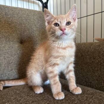 Mango -  Domestic Short Hair Cat for Adoption in Medford Lakes, New Jersey - Mango | PetCurious