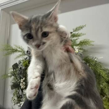 Seafood Boil -  Domestic Short Hair Cat for Adoption in San Antonio, Texas - Seafood Boil | PetCurious