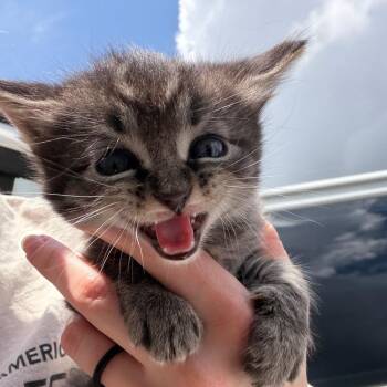 Domestic Medium Hair and Domestic Short Hair Cats Available for Adoption in Marshall, Texas - Boss | PetCurious