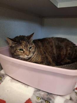Jasmine -  Domestic Short Hair and Tabby Cat for Adoption in Bowling Green, Ohio - Jasmine | PetCurious