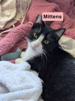 Tony and Mittens -  Domestic Long Hair and Domestic Medium Hair Cat for Adoption in Walnut Creek, California - Tony And Mittens | PetCurious