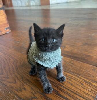 Domestic Short Hair Cats Available for Adoption in Pearland, Texas - Merlin | PetCurious