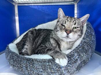 Domestic Short Hair Cats Available for Adoption in Colorado Springs, Colorado - Shogi | PetCurious