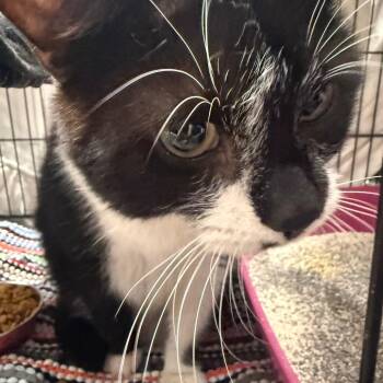 Ford -  Domestic Short Hair Cat for Adoption in Normal, Illinois - Ford | PetCurious