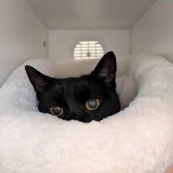 Salem -  Domestic Short Hair Cat for Adoption in South Burlington, Vermont - Salem | PetCurious