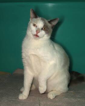 Amanda -  Siamese Cat for Adoption in Oakland Park, Florida - Amanda | PetCurious