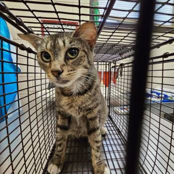 Domestic Short Hair Cats Available for Adoption in Lake Panasoffkee, Florida - SCFL-Stray-66053 | PetCurious