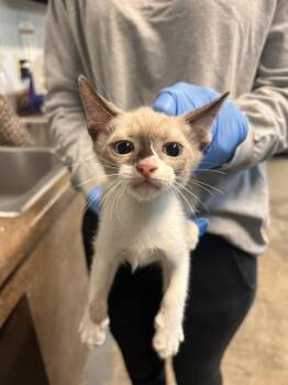 REEF -  Domestic Short Hair Cat for Adoption in Tallahassee, Florida - REEF | PetCurious
