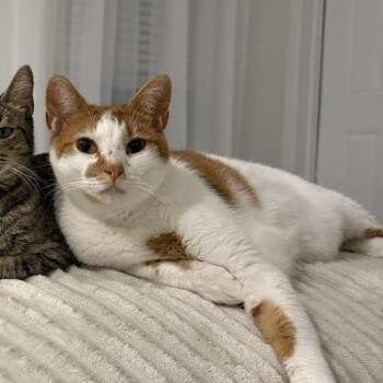 Archie -  Domestic Short Hair Cat for Adoption in West Palm Beach, Florida - Archie | PetCurious