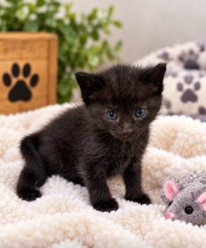 Dexter -  Domestic Medium Hair Cat for Adoption in Lagrange, Indiana - Dexter | PetCurious