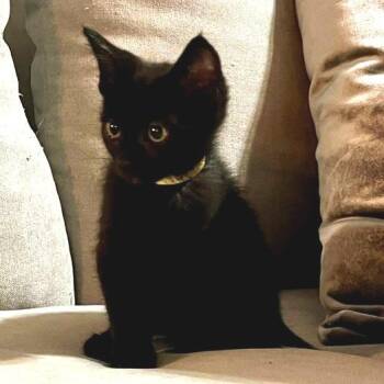 Abby* -  Domestic Medium Hair Cat for Adoption in San Gabriel, California - Abby* | PetCurious