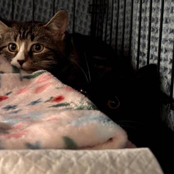 Rescue Domestic Short Hair Cats for Adoption in Hudson, New York - Trigger | PetCurious