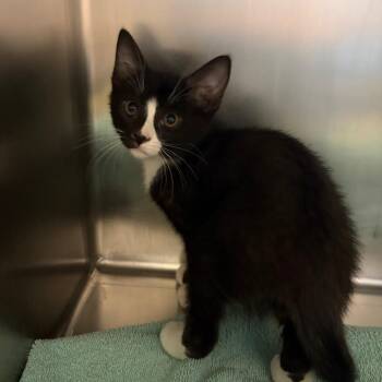 Dopey -  Domestic Short Hair Cat for Adoption in Council Bluffs, Iowa - Dopey | PetCurious