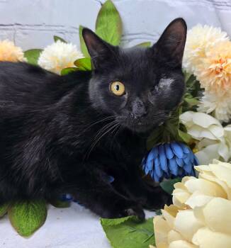 Maverick the One-Eyed Wonder -  American Bobtail and Domestic Short Hair Cat for Adoption in Ocean Springs, Mississippi - Maverick The One-Eyed Wonder | PetCurious