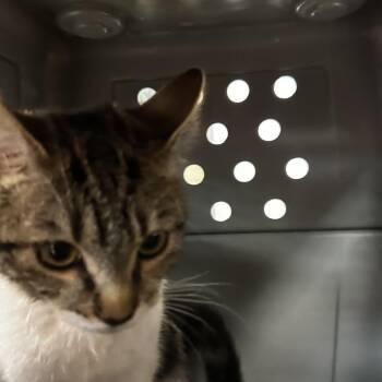 Princess -  Domestic Short Hair and Domestic Medium Hair Cat for Adoption in Birmingham, Alabama - Princess | PetCurious