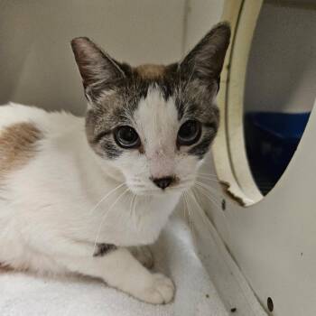 Selena -  Domestic Short Hair Cat for Adoption in Las Vegas, Nevada - Selena | PetCurious