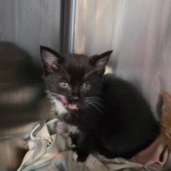 Domestic Short Hair Cats Available for Adoption in Muncie, Indiana - Louie | PetCurious